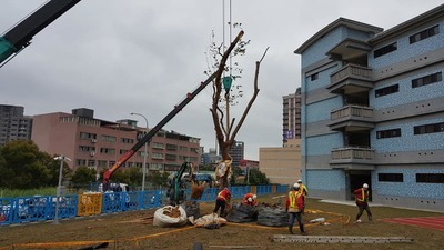 樹木栽種